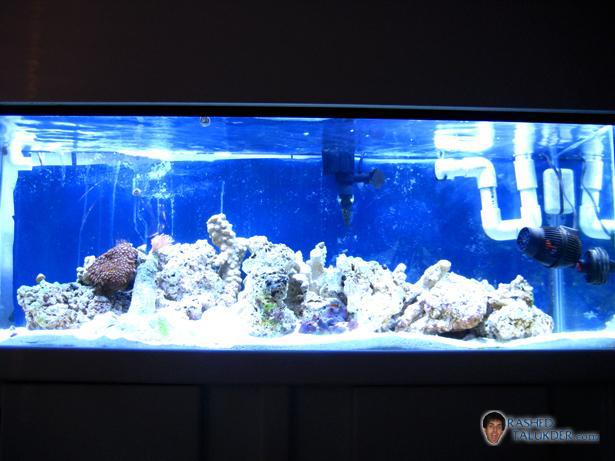 My saltwater tank after 1 month