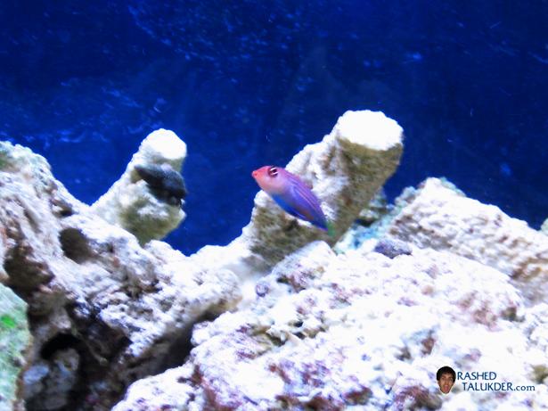 My Sixline Wrasse named Plexi