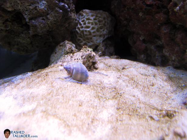 A Nassarius Snail looking for food
