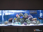 4 months of saltwater reef keeping