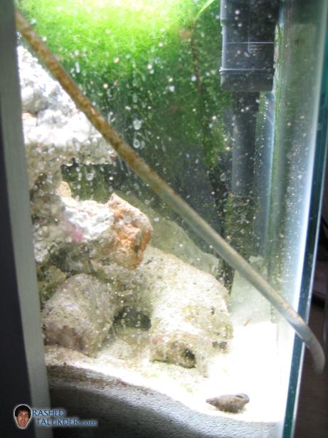 My Refugium