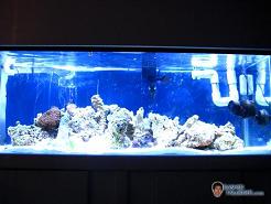 My saltwater tank after 1 month