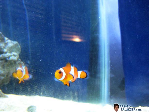 My Percula Clownfish