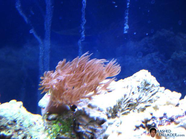 My Pulsating Xenia