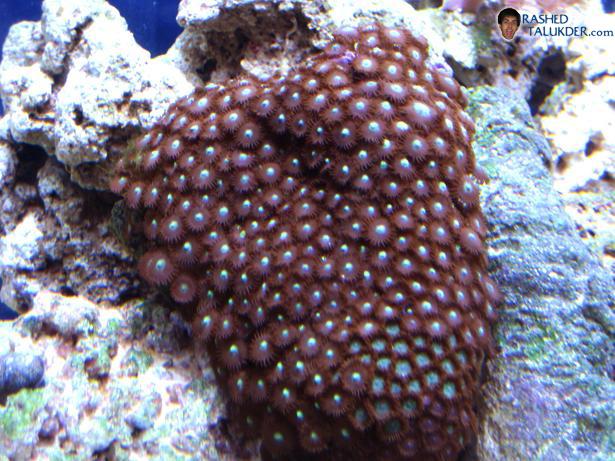 My zoanthid rock