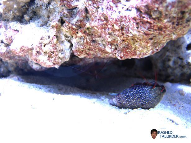 My Peppermint Shrimp and Red Legged Hermit Crab