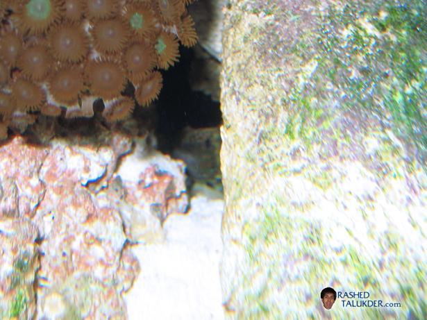 My Bullet Goby Hidding