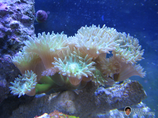 blue duncan coral